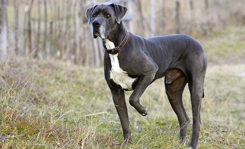 Great Dane